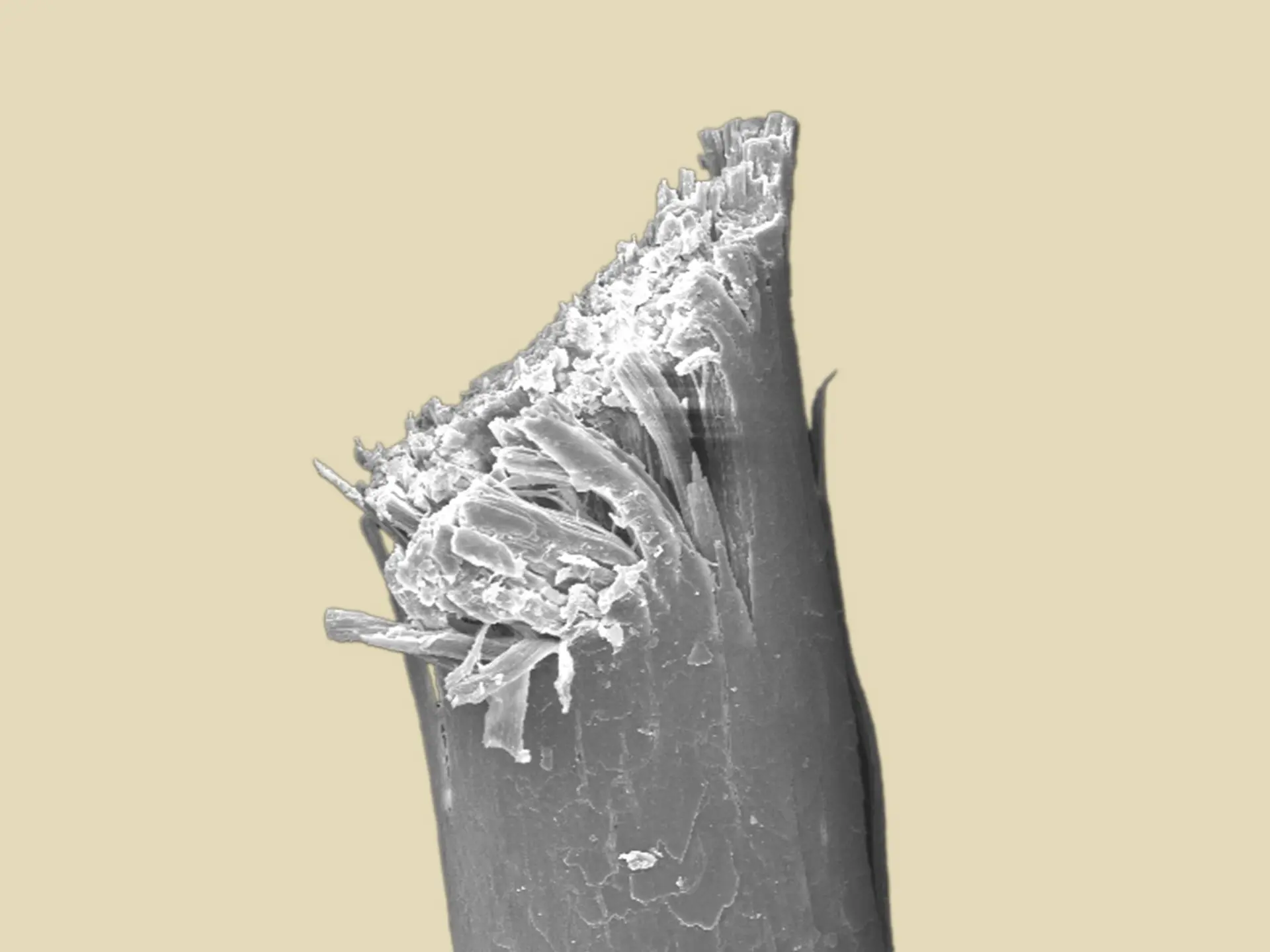 calligraphy cut la biosthetique 12